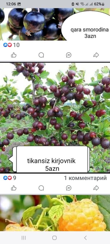 Toxumlar: Килемейве. Тинклери. Сатылыр. Чатдырыма. Вар. Вотсапп -da lalafo.az — 10 Toxumlar: Килемейве. Тинклери. Сатылыр. Чатдырыма. Вар. Вотсапп — 10