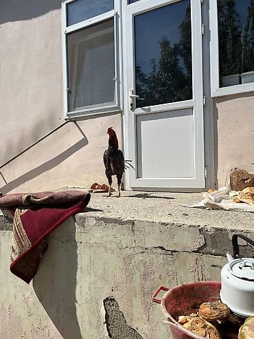 qara toyuq quşu: Heyratı 2 yaş mamba cinsi təkdi diə satıram fərə yoxdu — 1