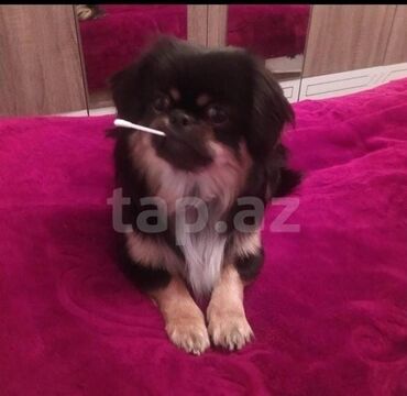 вольер для йорка: Pekines, Ünvandan götürmə
