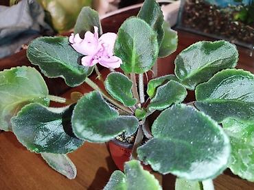 Фиалки и глоксинии: Продаю разные цветущие фиалки Цена за нецветущий 100 сом, остальные — 9