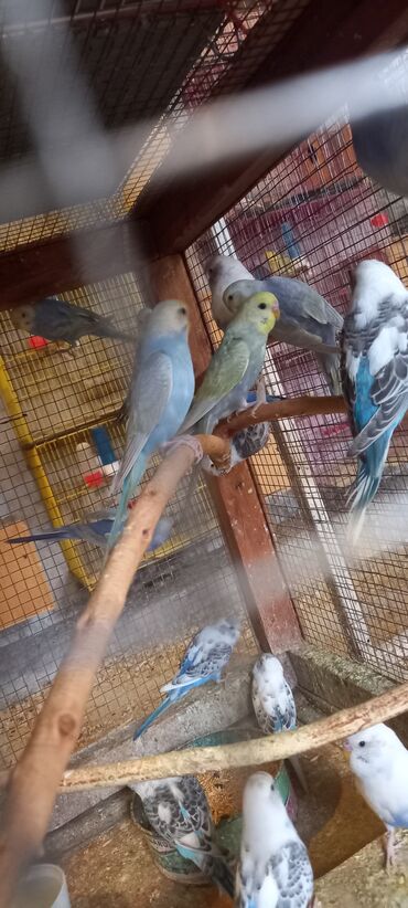 Tutuquşları: Her reng balalar var qiymetler muxtelifdir 12 manatdan baslayir 15 20 — 7