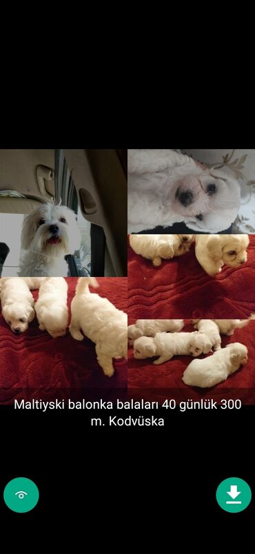 İtlər: 3 ay, Dişi, Peyvəndli — 3