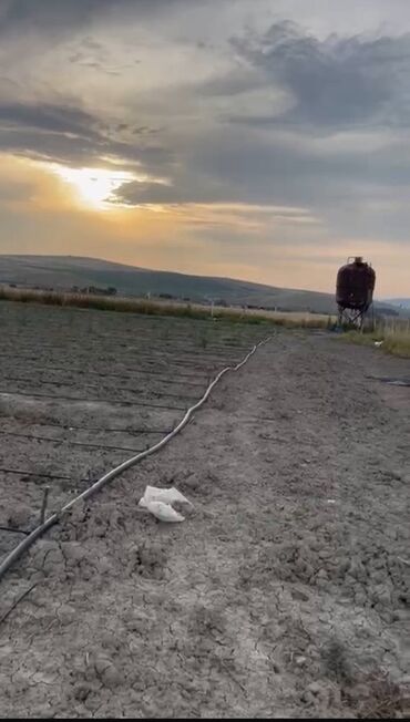 циркулярка цена в бишкеке: Badam bağı 1 hektar 650 badam ağacı əkilib 2-ci ilidi damlama suvarma