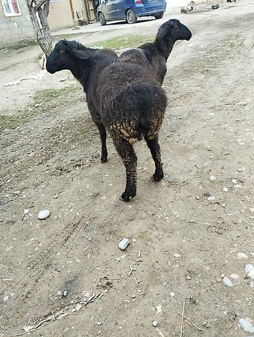 Баран, овца: Продаю | Овца (самка) | Для разведения — 4