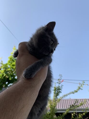 yeni doğulmuş pişik balası: Dişi, Erkək