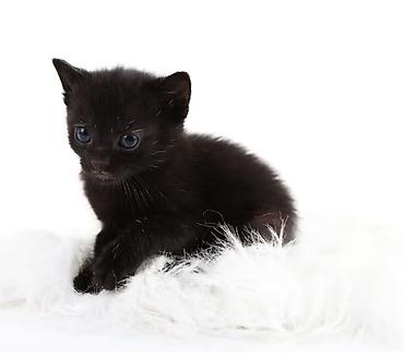 котята отдам: Отдам в хорошие ручки.Котята домашние, короткошёрстные. Особенности — 3