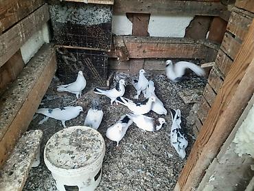 rhode island red: Əla quşlar satılır 
komu 60 manat — 2