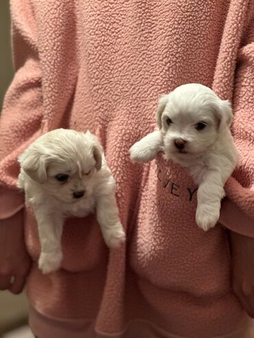İtlər: Maltipu (Maltese x Pudel) balaları - Cins: Maltipu – hipoallergen — 4