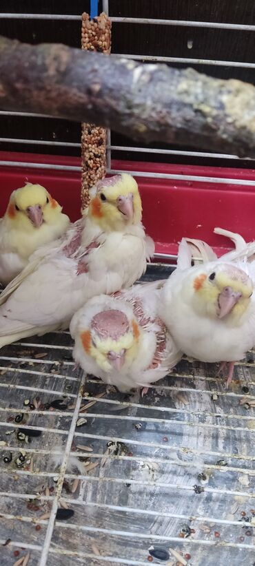 лошадь купить цена: Корелла приучены к рукам. Продам птенцов попугая. От домашних ручных