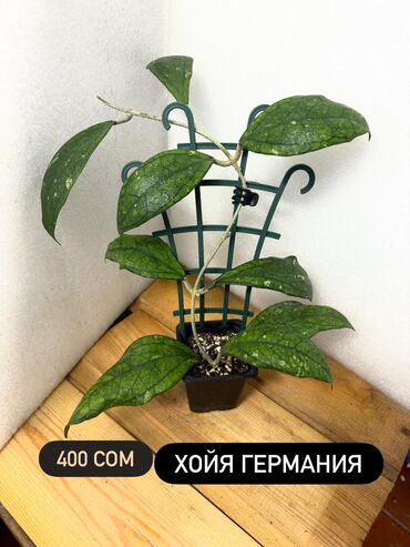 Хойи: Хойя (Hoya) - Хойя публикалис сплэш –Цена: 450 сом. - Хойя Мередити — 11