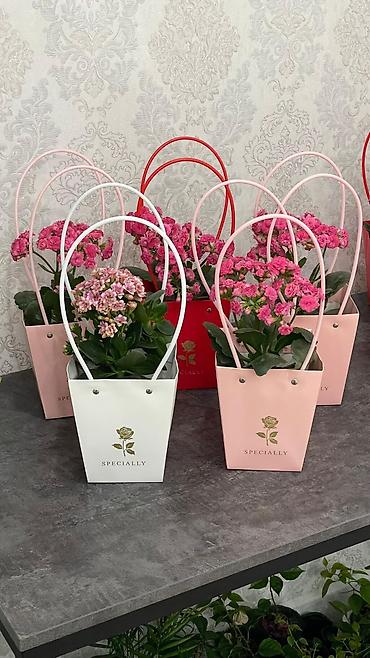 Каланхоэ: Каланхоэ в декоративном пакете‑кашпо “Specially” - Живые горшечные — 6