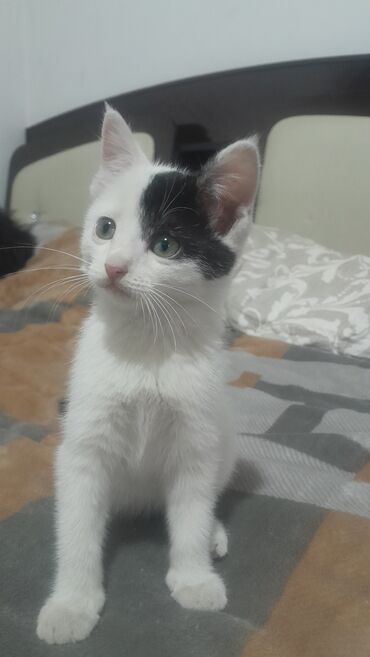 Отдам даром кошку: Кошка даром: Русская голубая, 2 месяца, Девочка, Проглистована