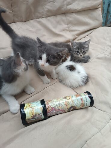 бархатные котята: Три игривых котенка предлагают к приобретению. Короткошерстные котята