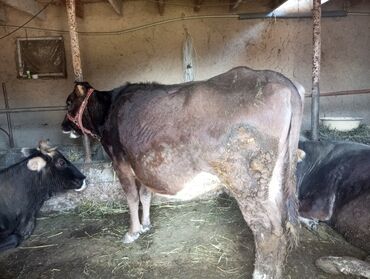 Коровы, быки: Продаю | Корова (самка) | Для молока | Стельные