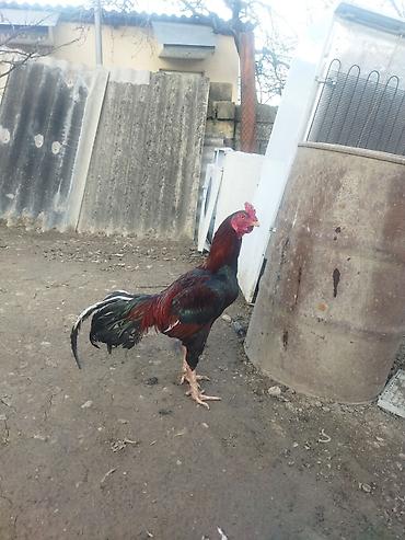 alman kurdu iti: Qırmızı xoruz 3 yaş yarım. damazlıq. bu biri balaca qırmızı iyun — 5