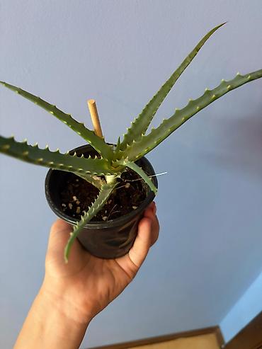 циркулярная пила: Aloe (sukkulent) – qara plastik saksıda 2 ədəddir - Növ: Aloe — 1