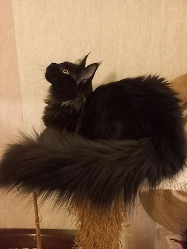 ищу котят: ☑️ Чёрный мейн-кун с шикарным воротником дымчатого цвета и пышным — 3