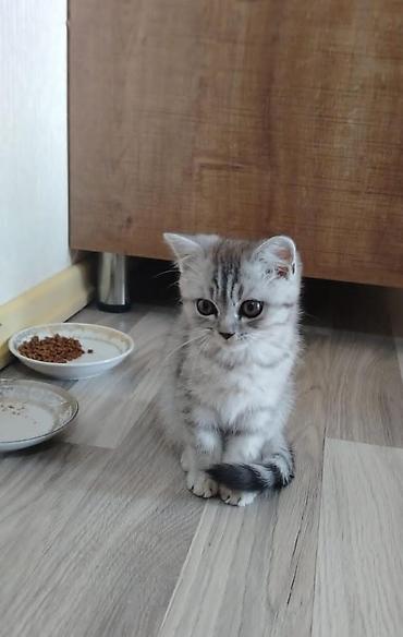 Pişiklər: Britan — 11