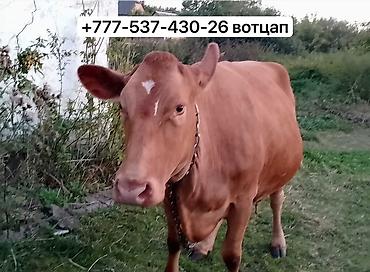 Продаю | Корова (самка) | Для молока | Привязанные