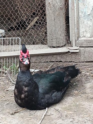 Agir cekili 2 ərkeydi 1 zümrüt 1 krasnadar biri 45 manat ünvan