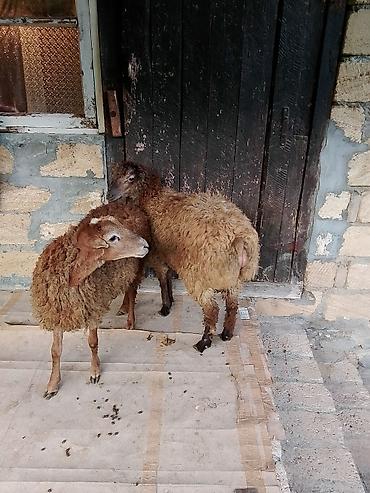 sumqayıtda cücə satışı: Salam aleykum quzular satılır ağ baş 290 manat o biri 330 manat — 6