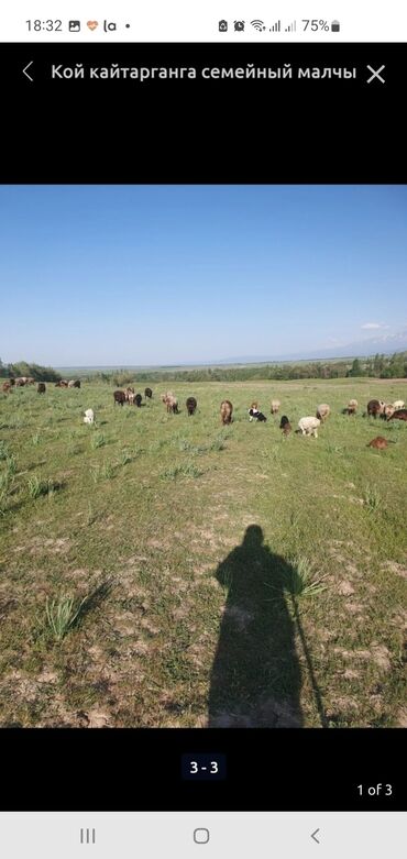 работа врача: Талап кылынат Чабан, Төлөм Күн сайын