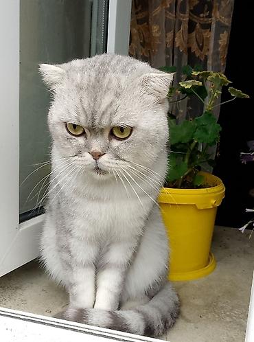 ingilis setteri it cinsinin digər adı: Scottish Fold pişiyi. Gümüşü-ağ rəng çalarlarında, qısa və sıx tüklü — 1