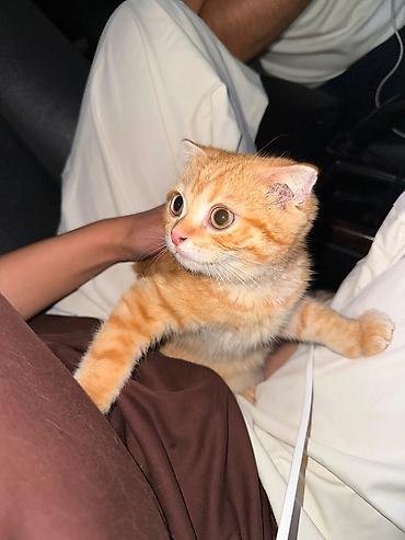 скотишь фолд: Скотиш Фолд (Шотландская вислоухая), 3 месяца, Мальчик — 2