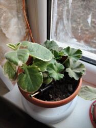 отдам даром животных бишкек: Обмен на 1 л растительного масла доня герань розовая и лимонник район