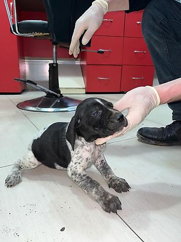 İtlər: Peyvəndli — 7