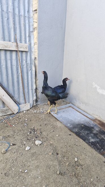 Toyuqlar: Toyuq, Damazlıq — 3