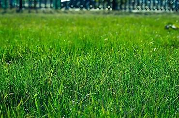 senator: 🌱 ПРОФЕССИОНАЛЬНЫЙ ПОСЕВ ГАЗОНА Создаём красивый, густой и — 2