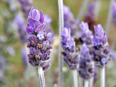Qida məhsulları: Lavanda bitkisinin şitilləri. Ətirli və müalicəvi bitkidir