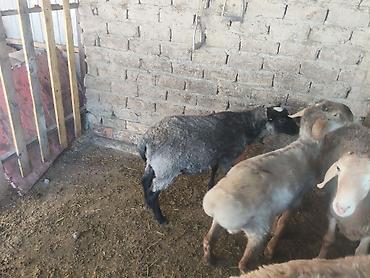goat: Продаю | Ягненок | Для разведения — 10