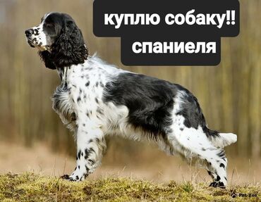 охотничий собака: Спаниель, 2 месяца, Самка, С прививкой, С родословной