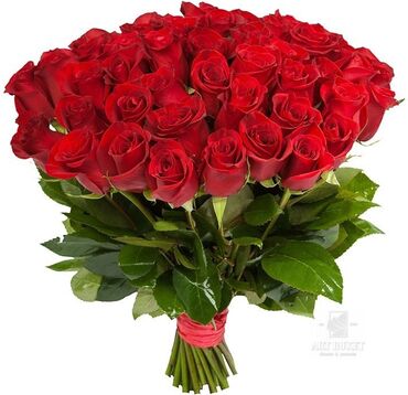 метровые розы: Голландские розы 25шт 30000сомов свежие метровые Первональная цена