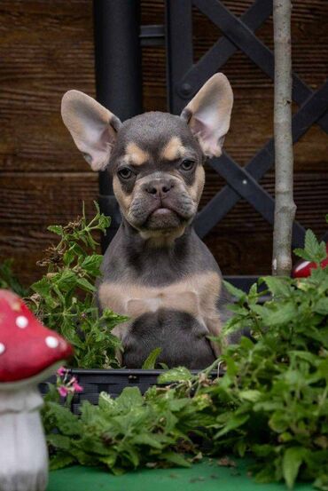 Psi: Na prodaju prelepi i preslatki štenci francuskog buldoga u exotic — 4