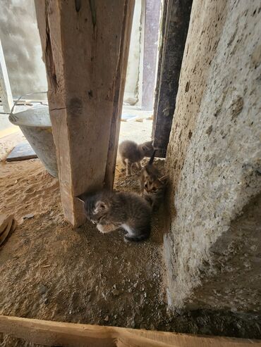 продаю кошек: Несколько маленьких котят ищут дом. У котят серая шерсть, и они