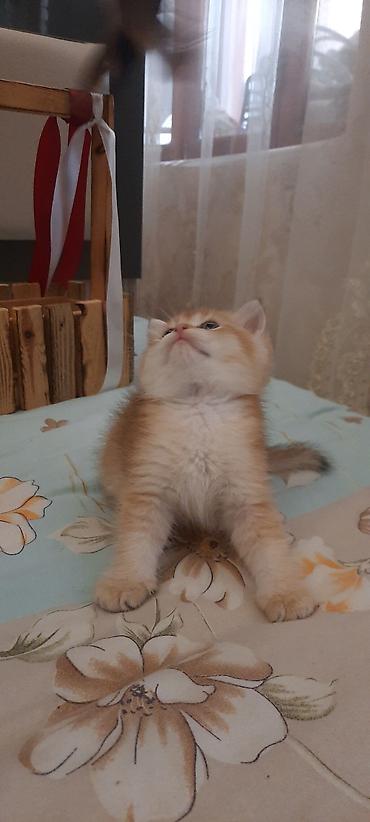 Кошки: Britan winwila tam saglam balalar brona hazirdi ata ana temiz qan — 4