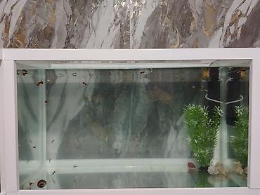 akvarium aksesuarlari: Dördbucaq akvarium, Boş, 202 l, Ünvandan götürmə, Ödənişli çatdırılma — 2