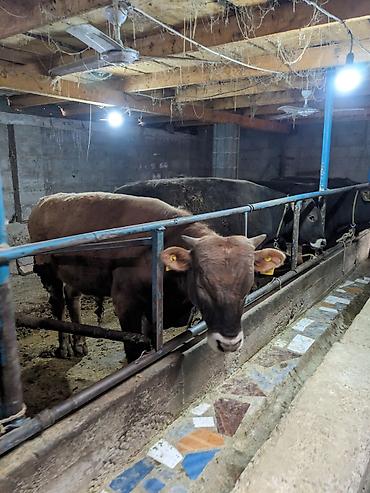 Коровы, быки: Продаю | Бык (самец) at lalafo.kg — 2 Коровы, быки: Продаю | Бык (самец) — 2