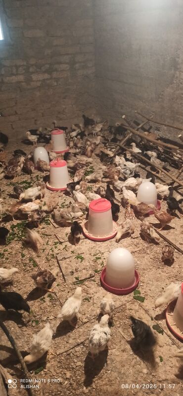 simmental ineklerin satisi: Toyuq cücələri, Damazlıq