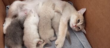 ağ pişik balası: Şinşilla, Erkək, Dişi, Ünvandan götürmə