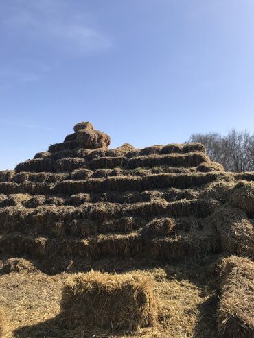 узи аппарат для животных: Ячменная солома в тюках. Арпа туктор сатылат. 500 шт