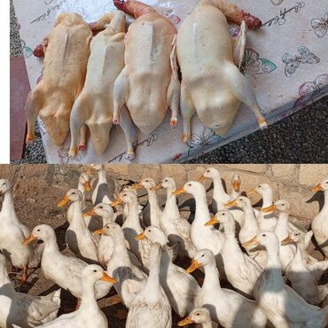 Yemlər: Dişi, Ətlik