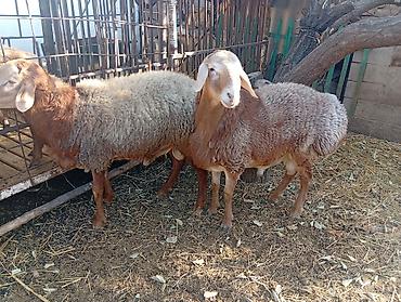 продам курей: Продаю | Баран (самец) | Гиссарская, Арашан | На забой, Для разведения | Осеменитель — 2
