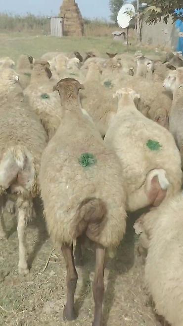 kənd toyuqlarinin satisi: Dişi, il: 1, Damazlıq, Pulsuz çatdırılma — 6
