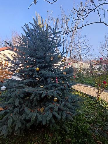 Bağ evlərinin kirayəsi: 255 kv. m, 4 otaqlı, Hovuzlu, Qaz — 54