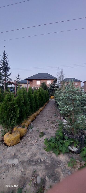 Декоративные деревья: Саженцы деревьев: Туи — 7