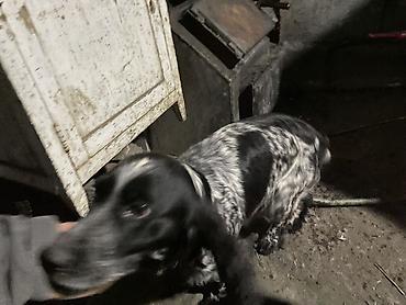 Отдам даром собаку: Собака даром: Кокер-спаниель, 10 месяцев, Самка, С родословной — 3